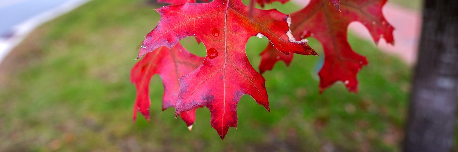 UNC Romance Studies banner
