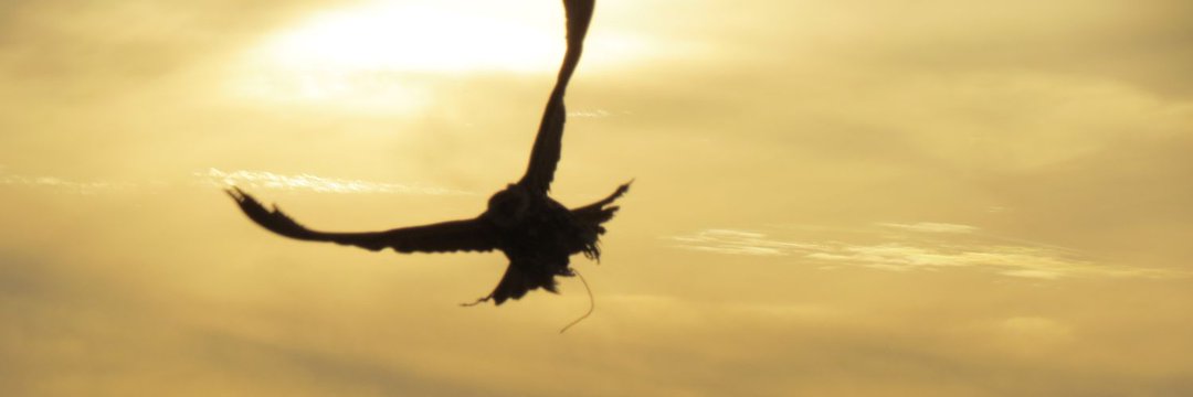 حمود الفشقه banner