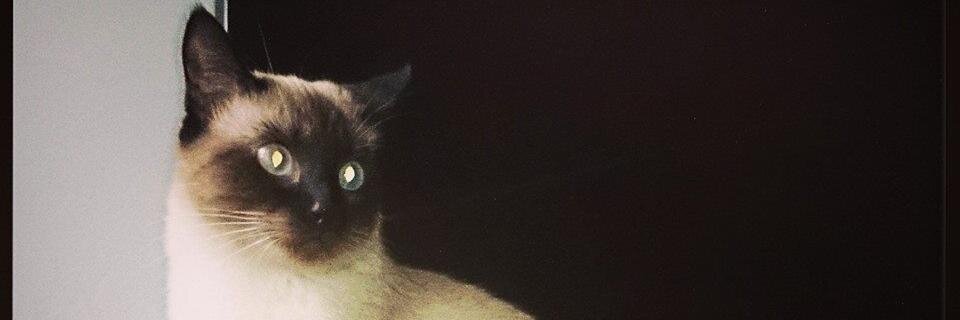 JRodriguez_'s profile banner image