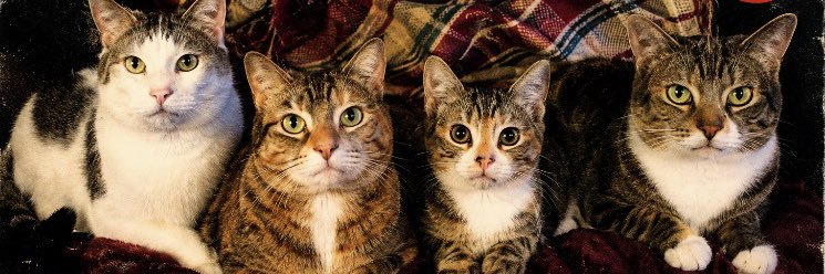 kaina4cat's profile banner image