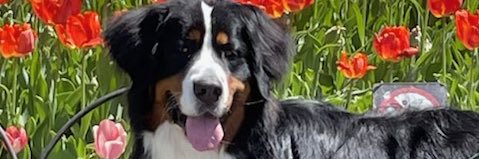 rover109 🇨🇦 #wantitall🦄 banner