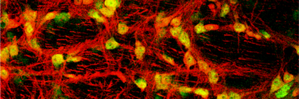 HuguenardLab Profile Banner