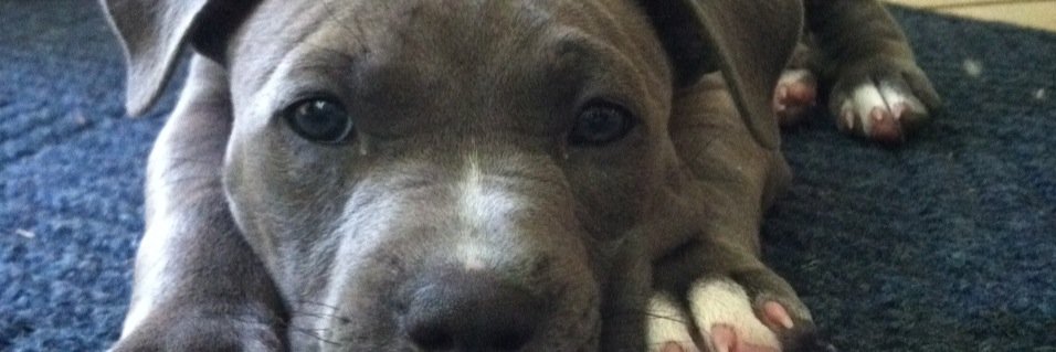 what am i doing banner