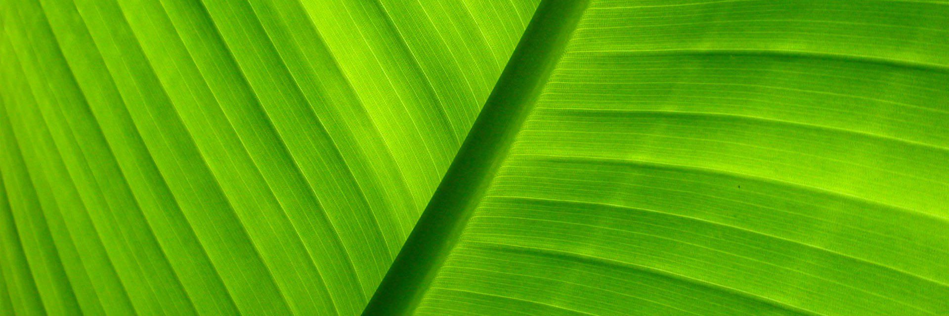 natashagreen_1's profile banner image