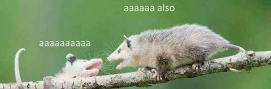 wombat_butt's profile banner image