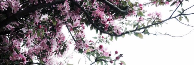 will banner