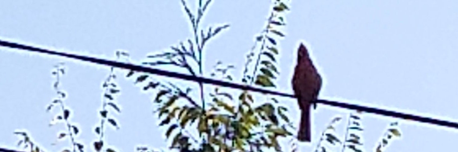 MarieTgrzech's profile banner image