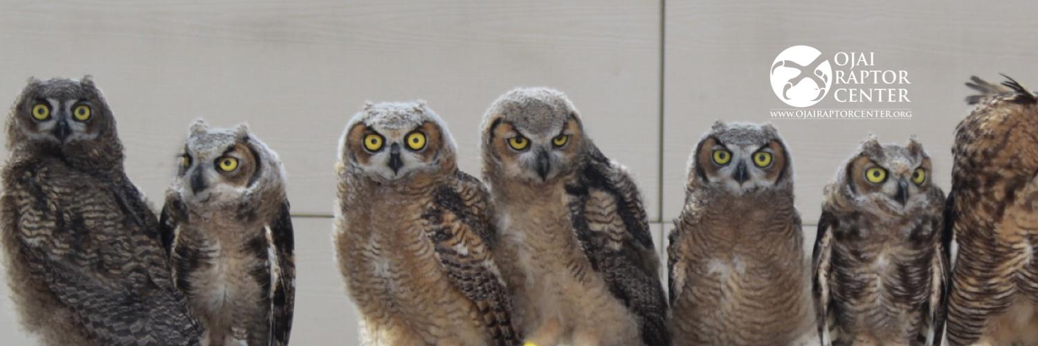 Ojai Raptor Center banner