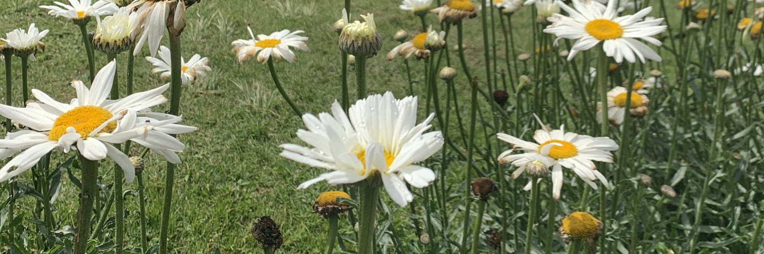 sami_orchard's profile banner image