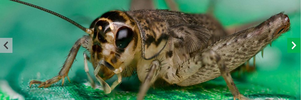 Cricket One Asia banner