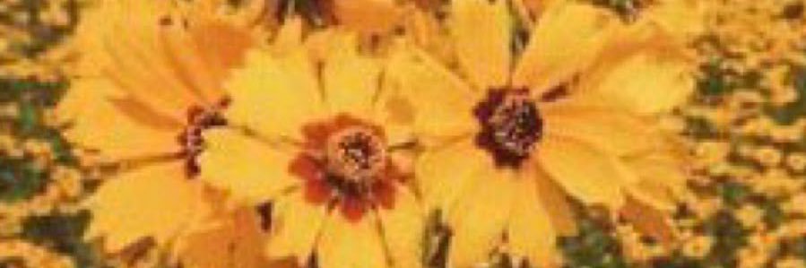bs_4s's profile banner image