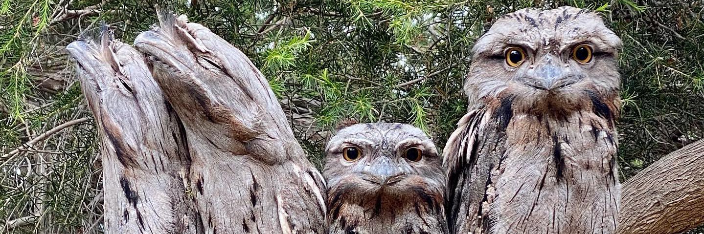 Alexander Downer banner