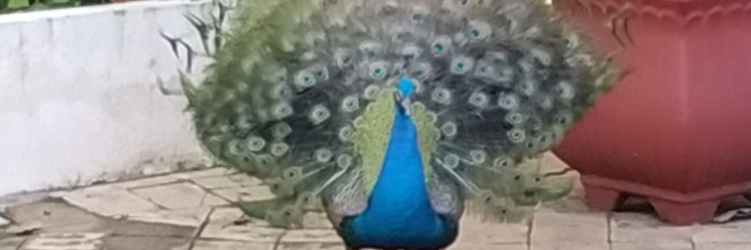 Disoares83's profile banner image