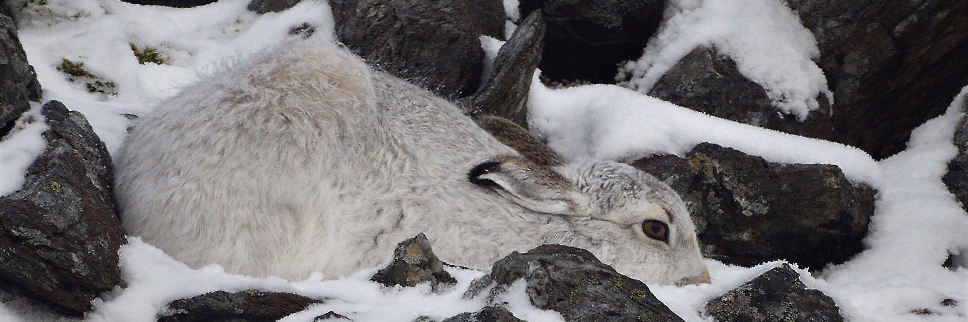 Mousehole Films banner