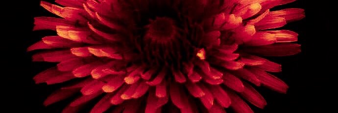 stacey4990's profile banner image