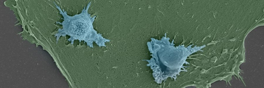 Dr Scott P Davies banner