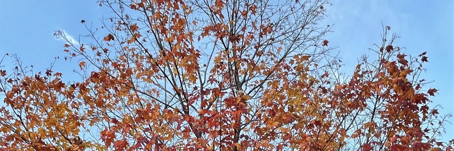 SquirrelBalls2's profile banner image