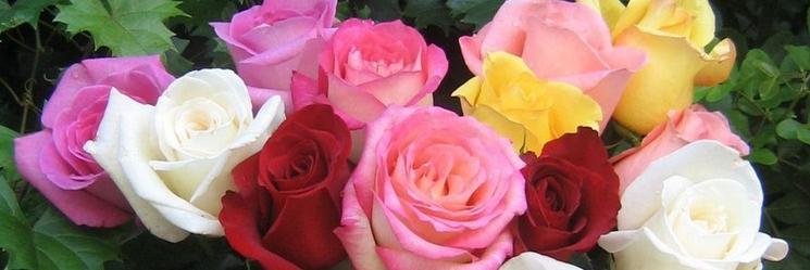 elind_cancan's profile banner image