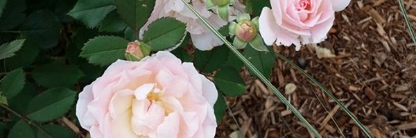 wtfisapoet Profile Banner