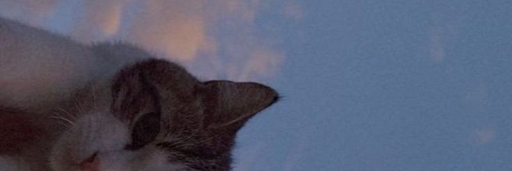 Lizarahmaa's profile banner image