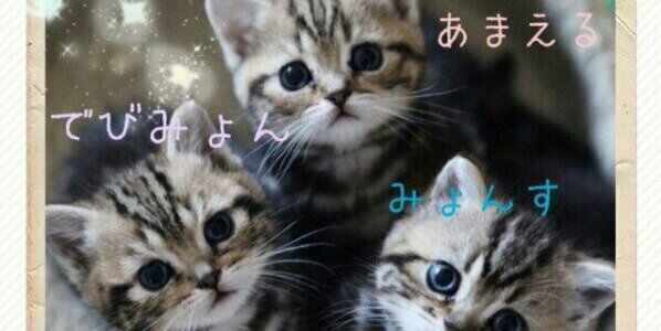 Myongsoo_bot_'s profile banner image