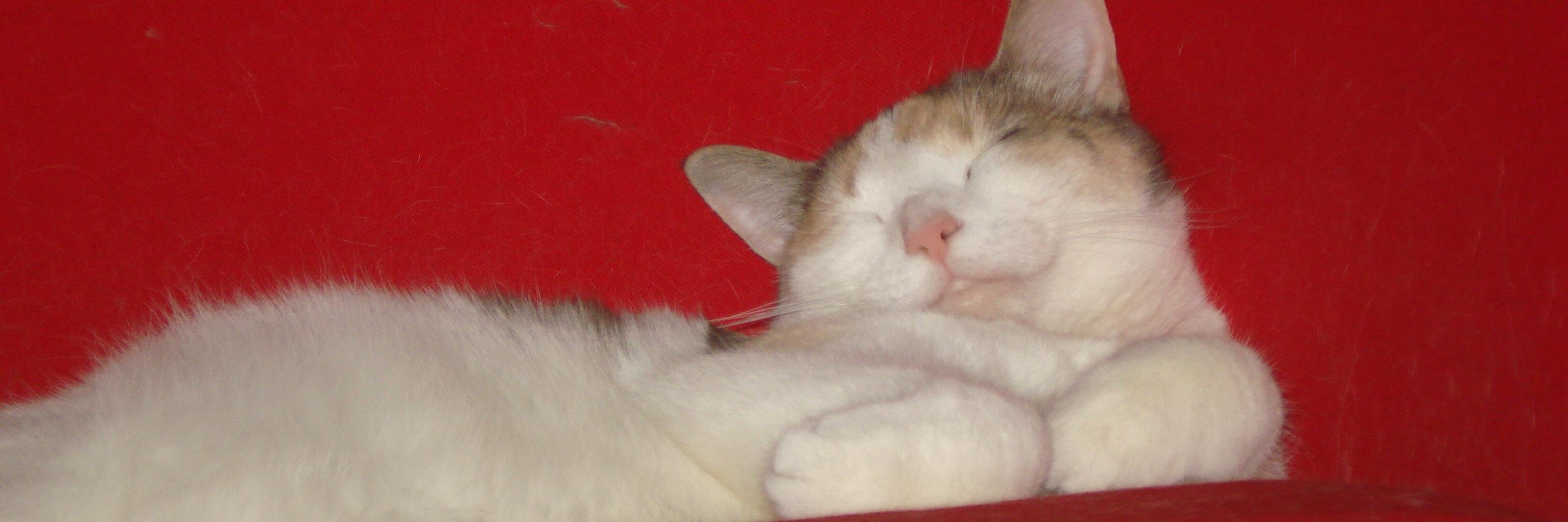 mhoncharuk's profile banner image