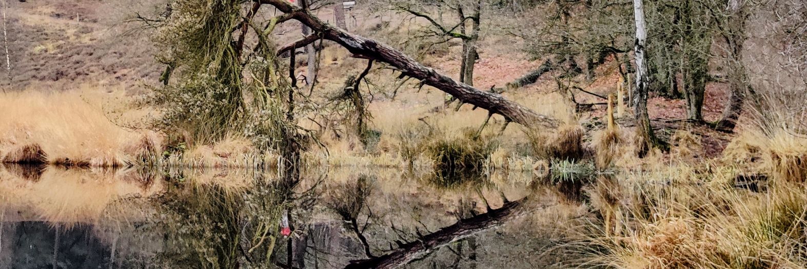 ans schuite🌹 banner