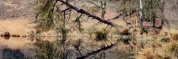 ASchuite Profile Banner