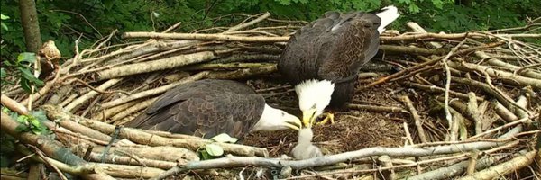 AngryAvians Profile Banner