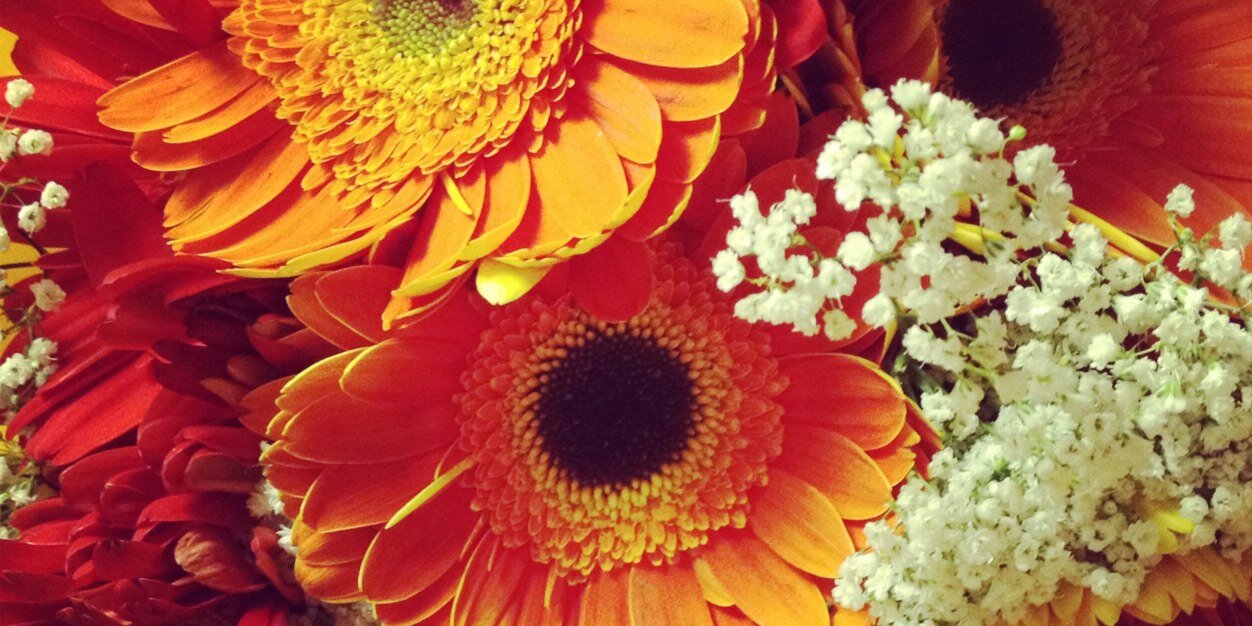Shelly_Seeger's profile banner image