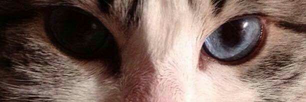 Pauvander's profile banner image