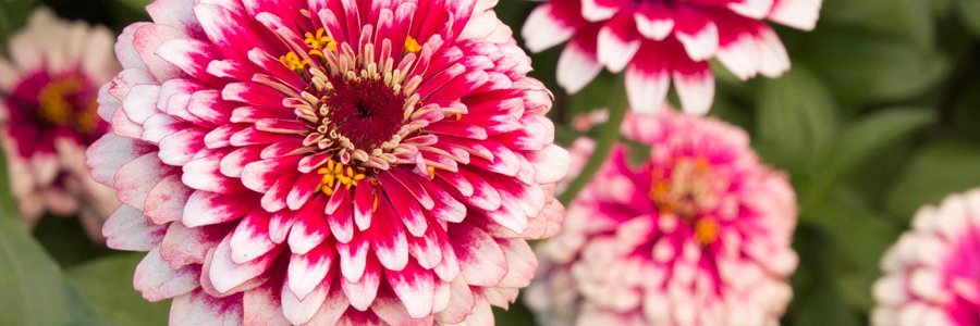 ZinniaCommunity's profile banner image