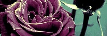 elaaintan's profile banner image