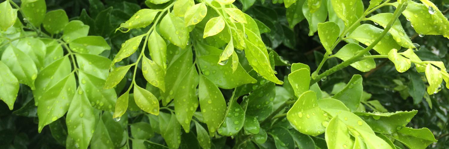 dr_amanda_lloyd banner