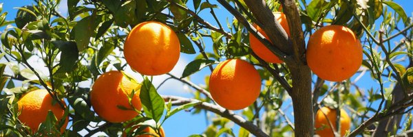MulSclerosis Profile Banner