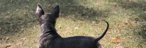 BirdDinners Profile Banner