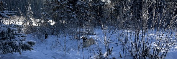 SabbySamuel Profile Banner