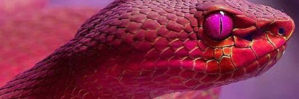 InnanaRose's profile banner image