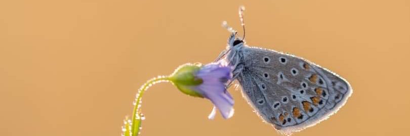 Diane van Veen banner