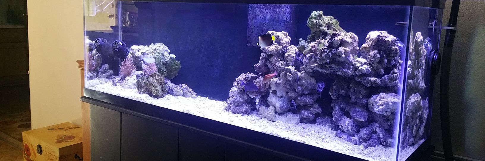 firedupfishtank's profile banner image