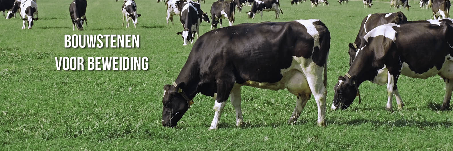 Amazing Grazing banner