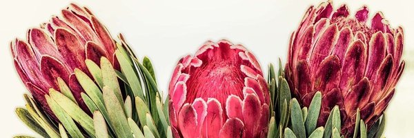 SAChamberUK Profile Banner