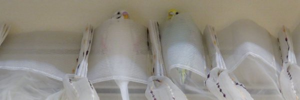 stella_yun3 Profile Banner