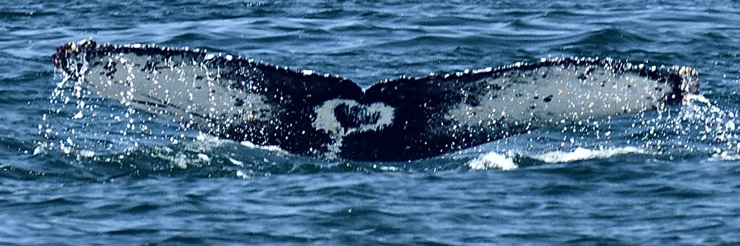 Seafari banner