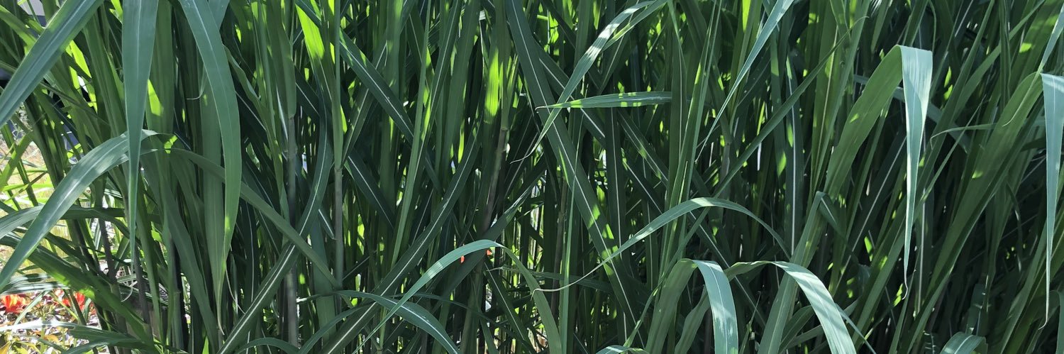 DavidJStraus's profile banner image