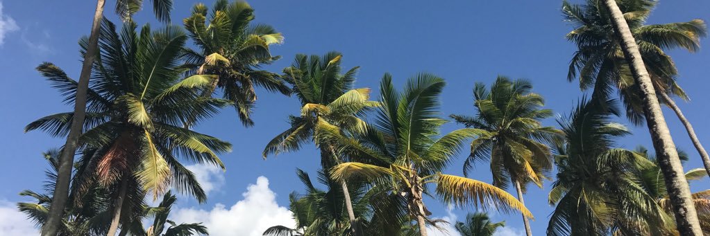 sarahpintel's profile banner image