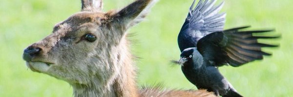 GusWatson Profile Banner