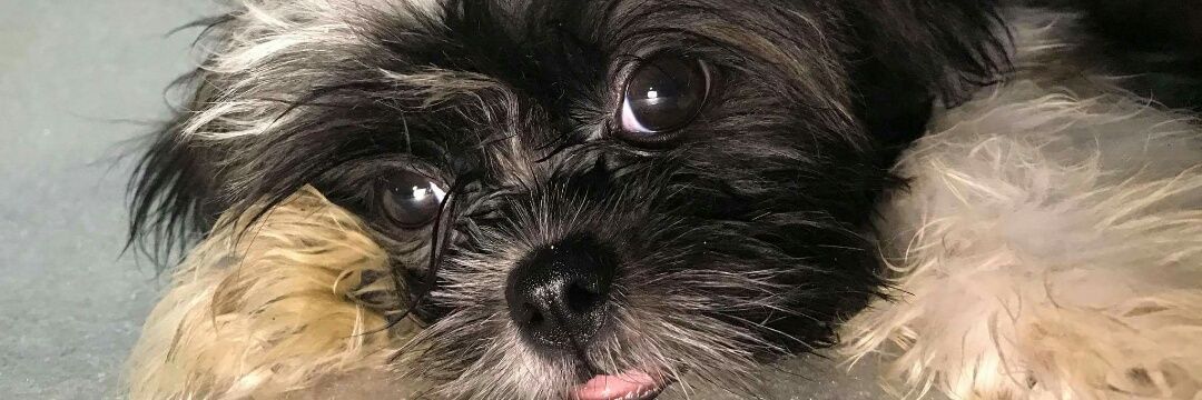 _ChaynaP's profile banner image