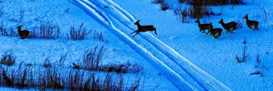 Sandile Hlophe. banner