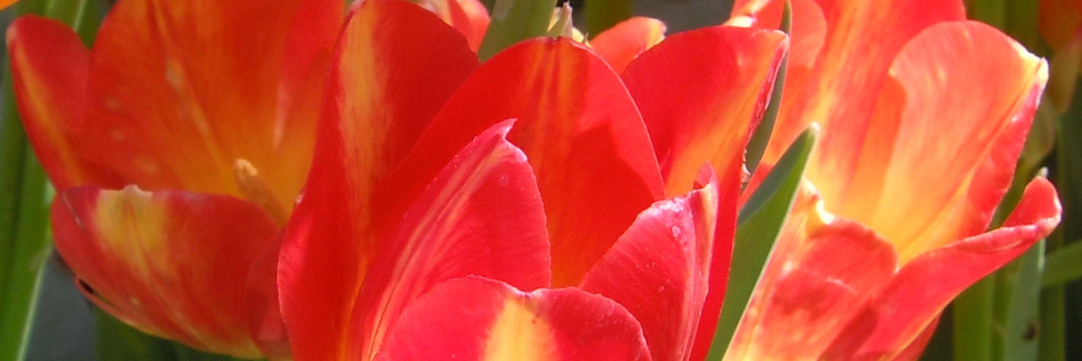LesleySigall's profile banner image